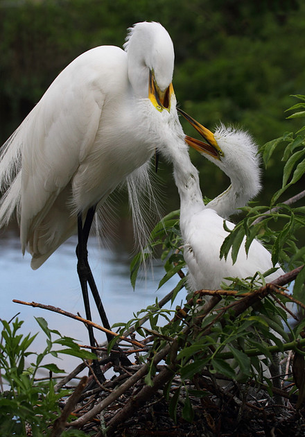 Great Egret feeding chicks
