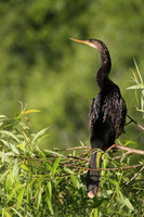 Anhinga