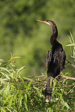 Anhinga
