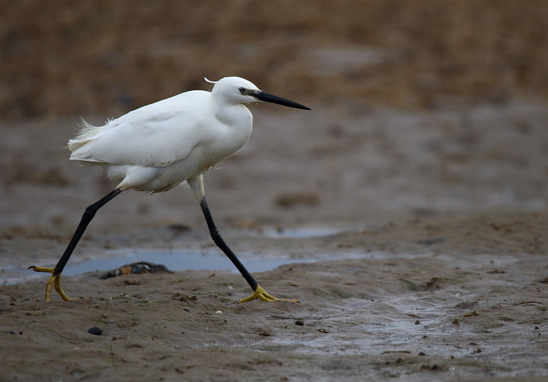 Little Egret