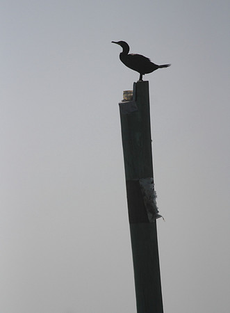 Double Crested Cormorant