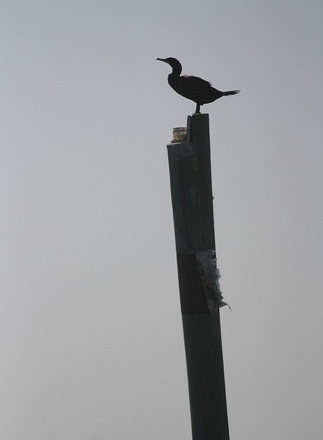 Double Crested Cormorant