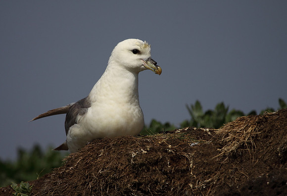 Fulmar