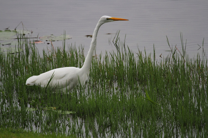 Great Egret