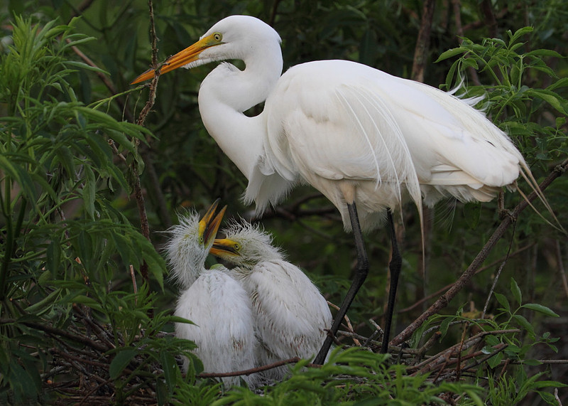 Great Egret with chicks