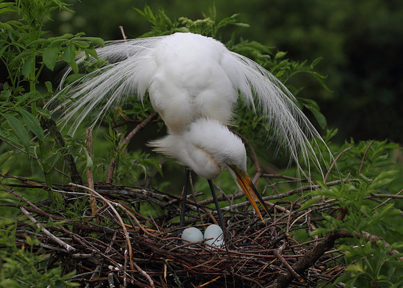 Great Egret on nest