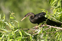 Anhinga