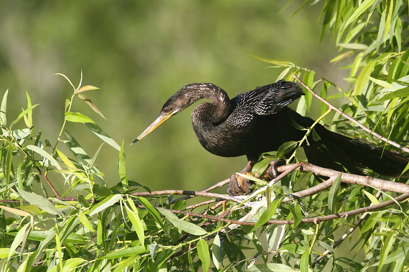 Anhinga