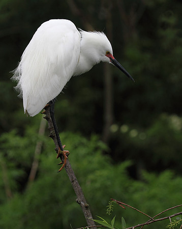 Snowy  Egret