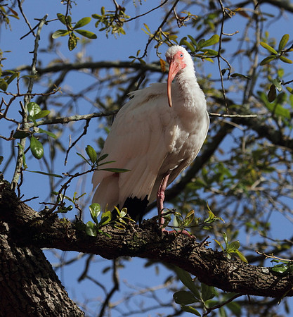 White Ibis