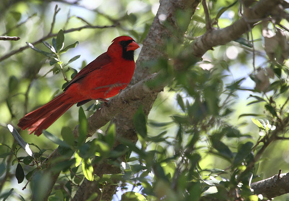 Northern Cardinal