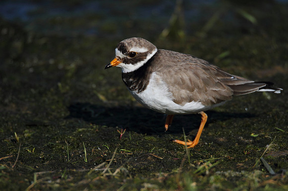 Ringed Plover