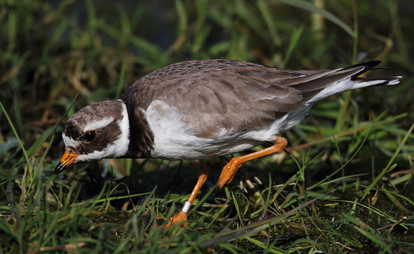 Ringed Plover