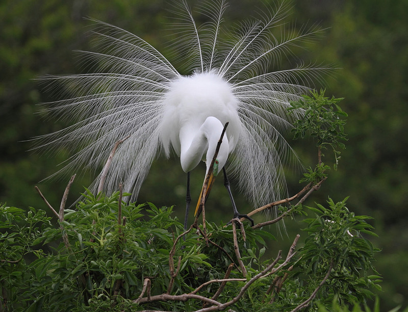 Great Egret tending nest