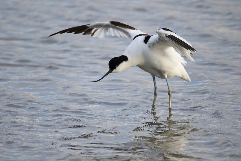 Avocet