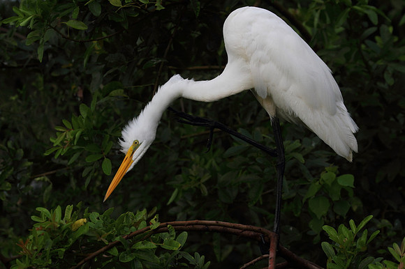 Great Egret preening