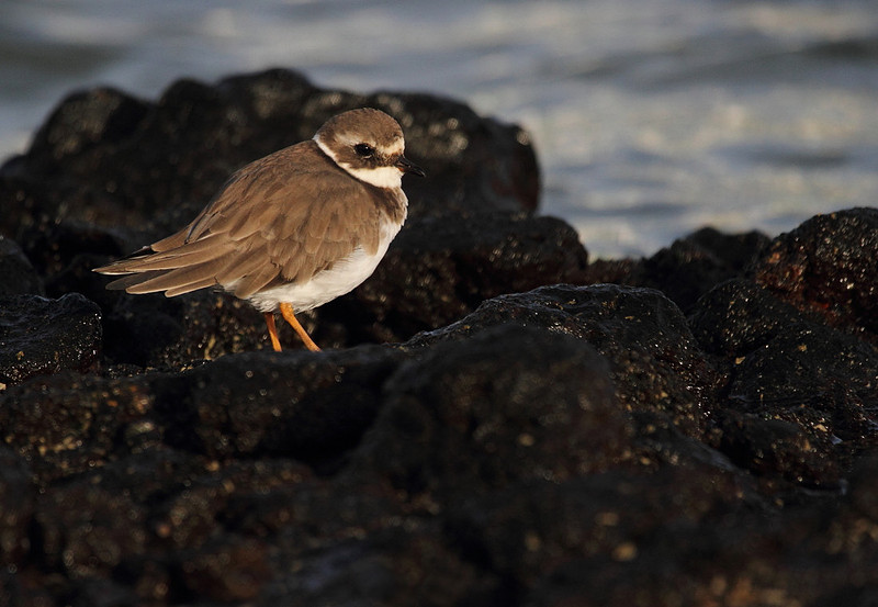 Ringed Plover
