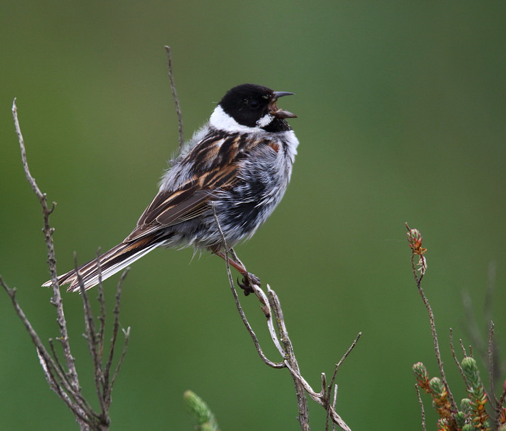 Male Reed Bunting