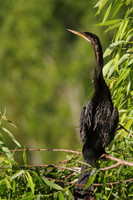 Anhinga