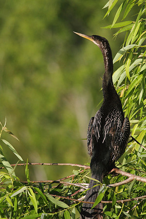 Anhinga