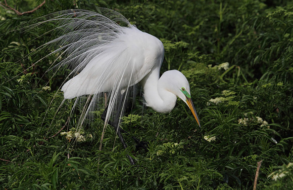 Great Egret