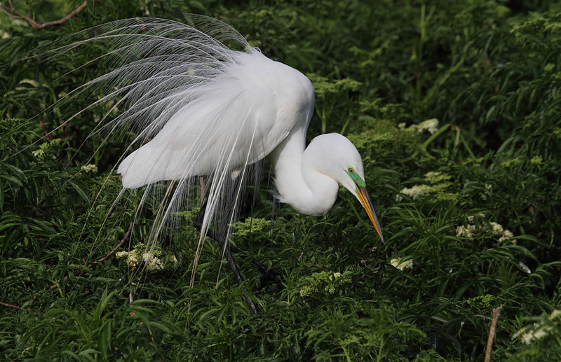 Great Egret