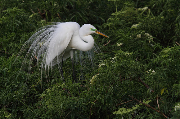 Great Egret