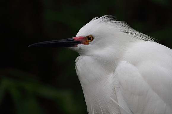 Snowy  Egret