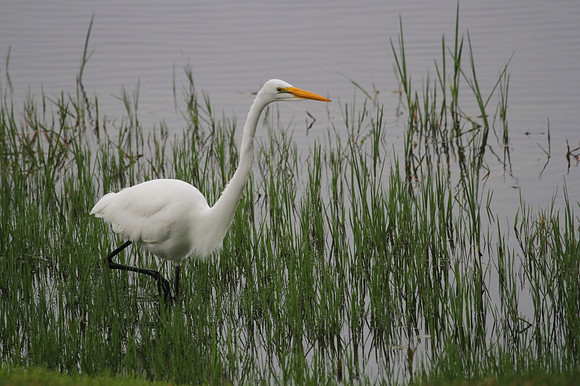Great Egret