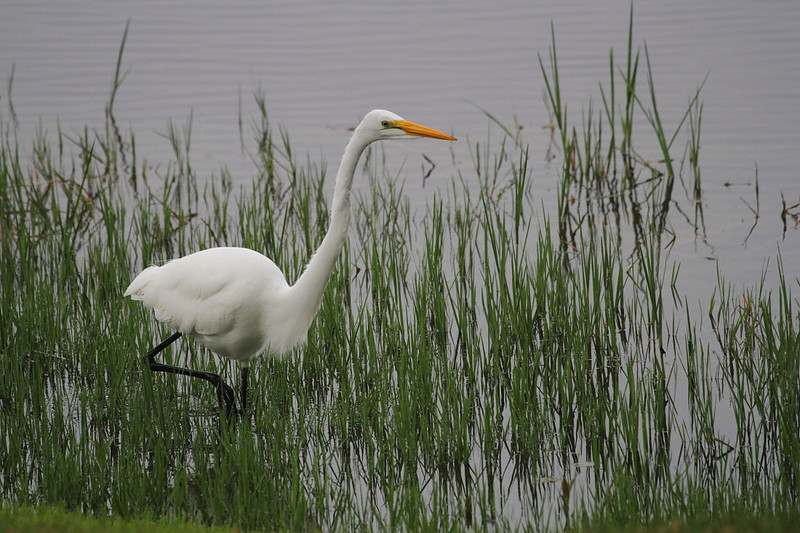 Great Egret