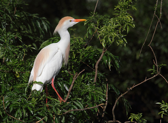 Cattle Egret