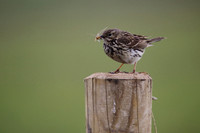 Meadow Pipit