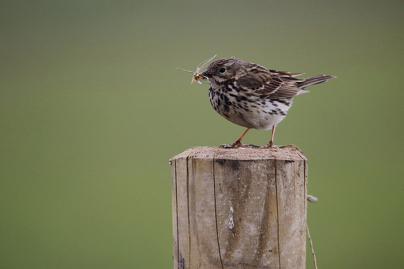 Meadow Pipit