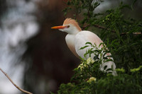 Cattle Egret
