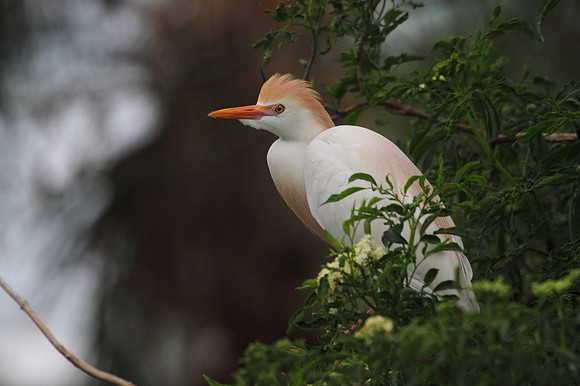 Cattle Egret