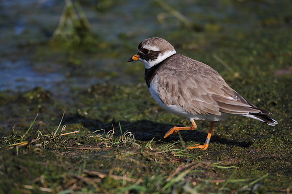 Ringed Plover
