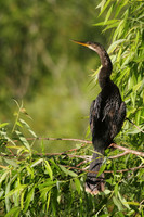 Anhinga