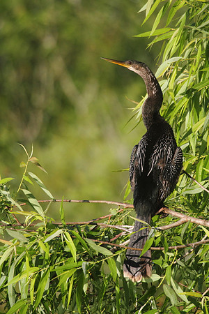Anhinga