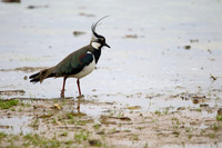 Lapwing