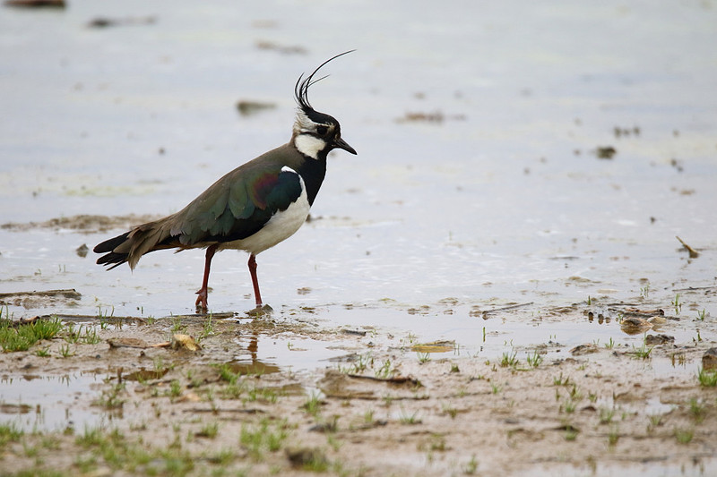 Lapwing