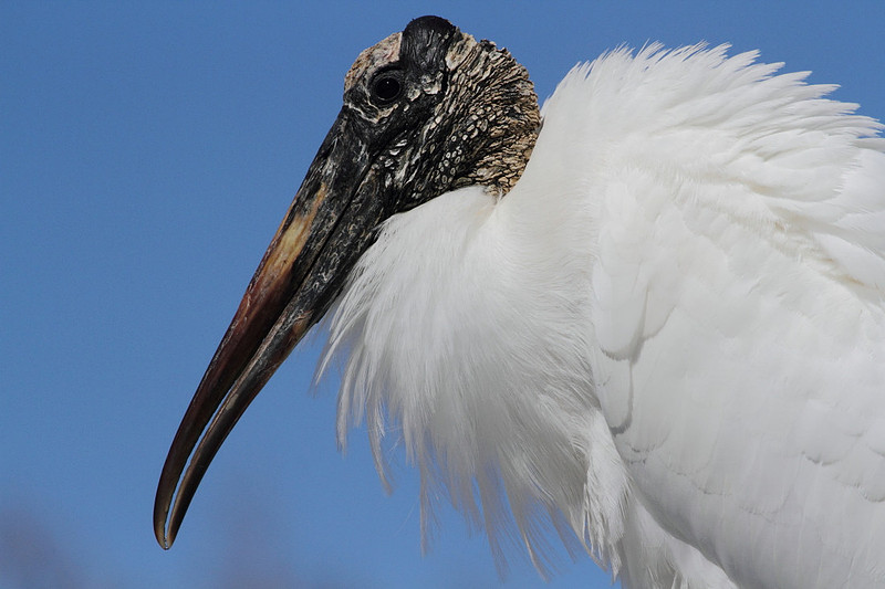 Wood Stork