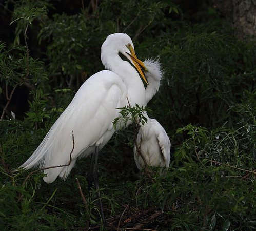 Great Egret with young