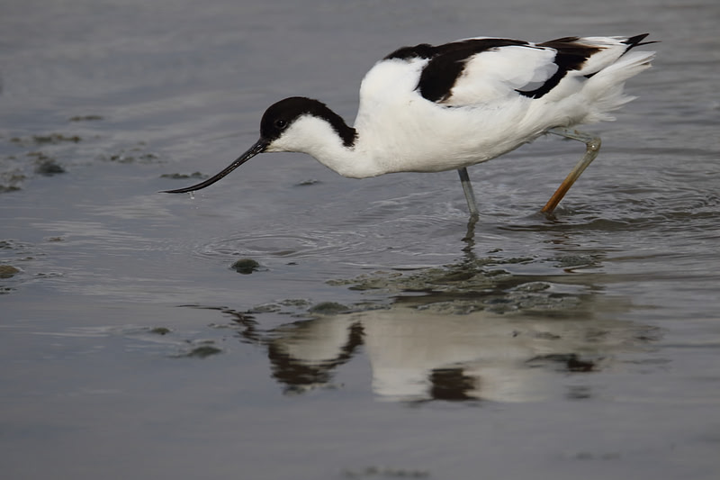 Avocet