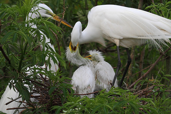 Great Egret with chicks