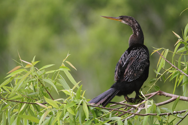 Anhinga