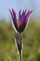 Pasque Flower
