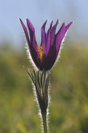 Pasque Flower