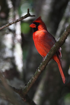 Northern Cardinal