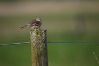 Meadow Pipit