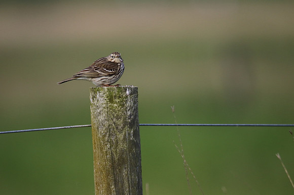 Meadow Pipit